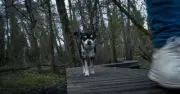 Vet reveals exact daily dog walking times by age and breed