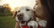 Vet Shares Four Essential Tips Before Getting a Labrador