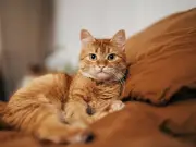 Vet shares six signs your cat may be unwell