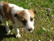 Vet warns all dog owners of 'surprisingly big' grass seed risk