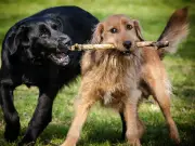Vet warns dog owners never to play fetch with sticks