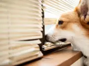 Vet warns dog owners to avoid five common mistakes