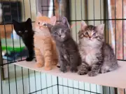 Vet warns tortoiseshell cats are 'manic' and aggressive at two