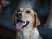 Vet's 4 crucial points to consider before bringing Labrador home