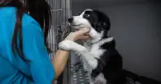 Vet's four crucial checks before adopting a dog