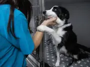 Vet's message to owners who fear euthanasia is 'too soon'