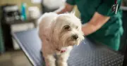 Vet's message to pet owners facing euthanasia decision