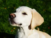 Vet's Top 3 Dog Breeds for First-Time Owners