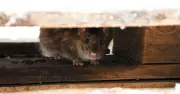 Vinegar and Peppermint Oil: Natural Rat Deterrent, Say Pest Experts