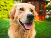 Vintage Dog Names Buddy and Max Make a Comeback in 2026