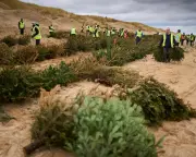 Volunteers Plant Christmas Trees to Build Sand Dunes on Fylde Coast