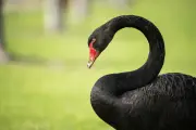 WA fears 'devastating' black swan losses as bird flu risk ranked 'very high'