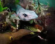 Warming seas drive British marine life shifts