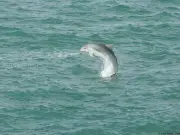Warning to leave dolphins alone off Welsh coast after dangerous incident