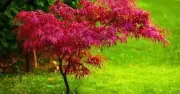 Water Japanese maples in morning to avoid leaf scorch, experts say
