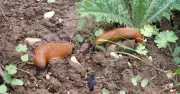 Water Plants in the Morning to Deter Slugs, Gardener Says