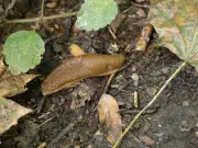 Watering hack to stop slugs destroying plants, says gardener