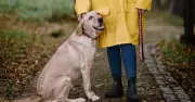 Waterproof ankle wellies on sale at £16.14 as rain returns to UK