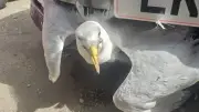 Week in wildlife: Bat in a toilet, gull stuck in car grille, and a bird with tiny shoes
