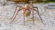 Week in wildlife: snake on a car, a careful spider mum and a lazy squirrel