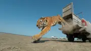 Week in wildlife: tiger release, Exmoor eagle, Pallas's kittens