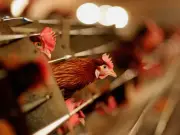 Welsh council orders removal of unauthorised chicken sheds