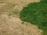 Welsh gardeners: add coffee grounds to brown lawns now for greener grass