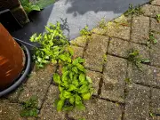 Welsh Gardeners Told to Cover Patio Weeds in Homemade Spray
