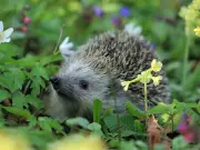 Welsh Gardeners Urged to Clean Water Bowls Daily to Protect Hedgehogs