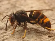 Welsh homes can keep wasps away for weeks with one common oil spray