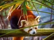 Welsh Mountain Zoo welcomes adorable red panda cubs