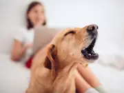 What are your legal rights if a neighbour's dog barks all hours?
