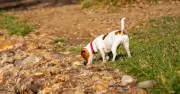 What dogs learn from sniffing each other's urine, according to science