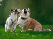 What legal rights when neighbour's dog barks all day and night?
