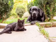 What to Do If a Neighbour's Pet Fouls Your Garden: Legal Rights Explained