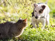 What to do if a neighbour's pet poos in your garden