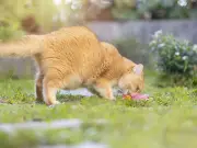 What to do if your neighbour feeds your cat — legal rights explained