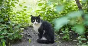 What To Do If Your Neighbour's Pet Keeps Fouling Your Garden