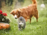 What to do if your neighbour's pet keeps pooing in your garden