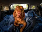 What you can legally do if you see a dog locked in a hot car