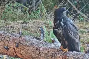 White-tailed eagles released in Exmoor to boost return to English skies