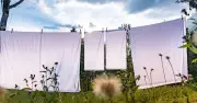 Whiten stained bed sheets in 30 minutes with 1 natural item hotels use
