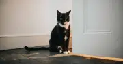 Why Cats Hate Closed Doors: Territorial Mental Map Disrupted
