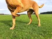 Why dogs kick the ground after pooing: behaviourist explains