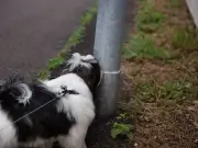 Why dogs sniff each other's urine: Scientists reveal self-awareness clue