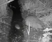 Wild beaver kits born in Norfolk for first time in 500 years