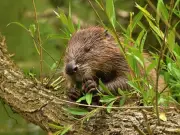 Wild beavers could return to Wigan and Leigh after 500-year absence