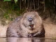 Wild beavers could return to Wigan for first time in 500 years