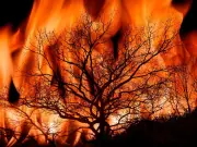 Wildfire Travel Advice: Insurance, Rights, and Safety Tips