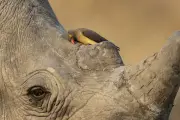Wildlife Photographer of the Year 2025 preview reveals standout images
